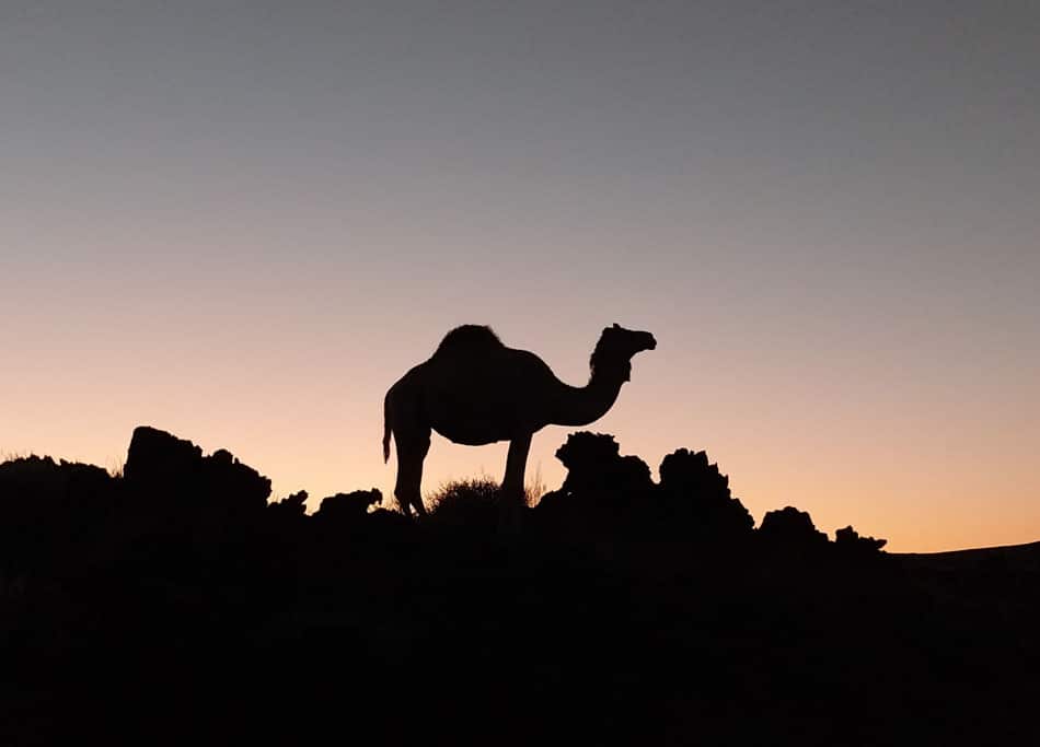 Ein Kamel in der Abenddämmerung